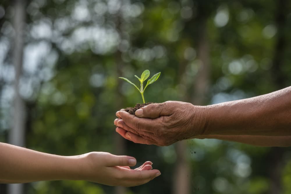 Hands passing a seedling, representing environmental stewardship
